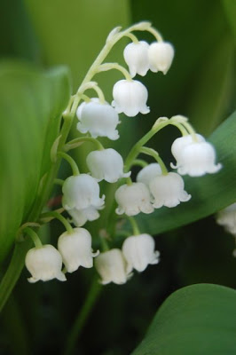 Love/Hate: Lily of the Valley – Toronto Gardens