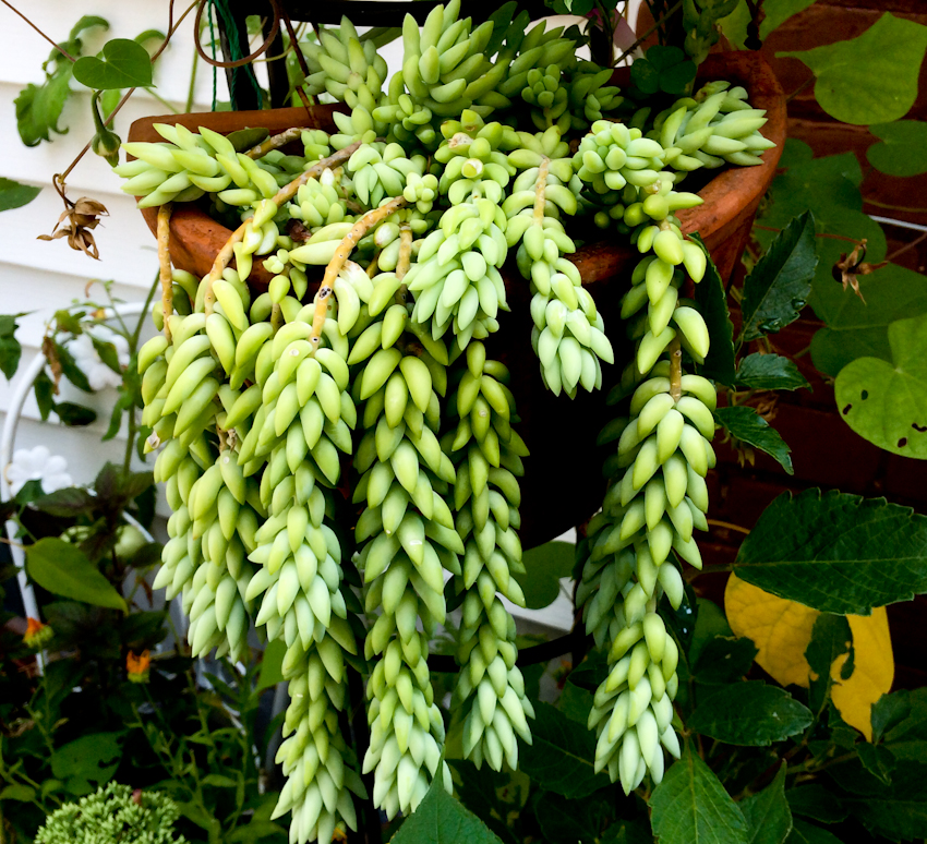 'Burro's Tail' Sedum morganianum. 