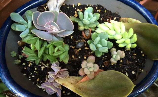 Propagating succulents