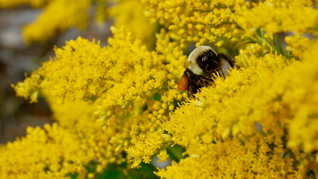 Future SavingsBumble Bees in the Garden - The Real Dirt Blog - ANR