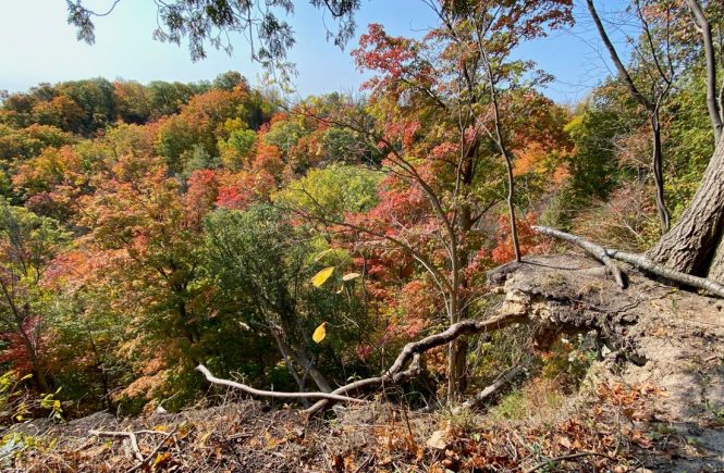 Bruce Trail near Dundas Ontario